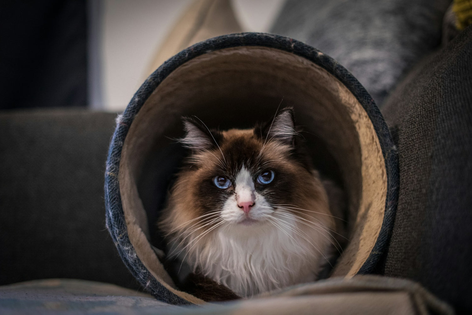 Slaapplaatsen - De beste kattenbedden - Kattenhoek voor uw kat