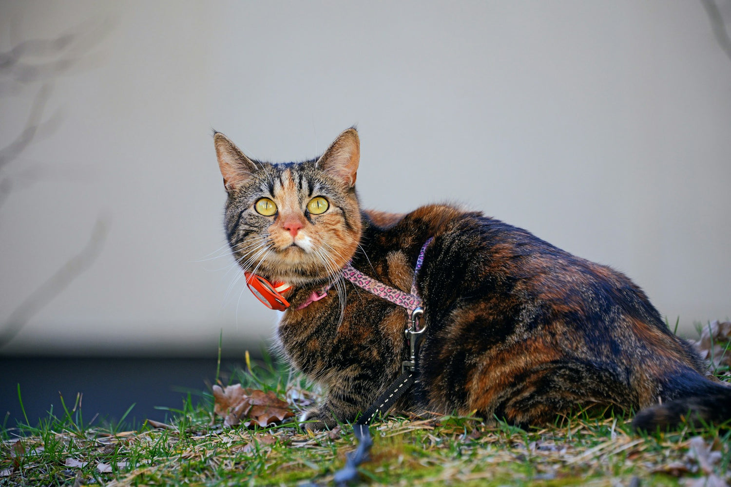 Halsbanden & Tuigjes - Handige accessoires - Kattenhoek voor uw kat