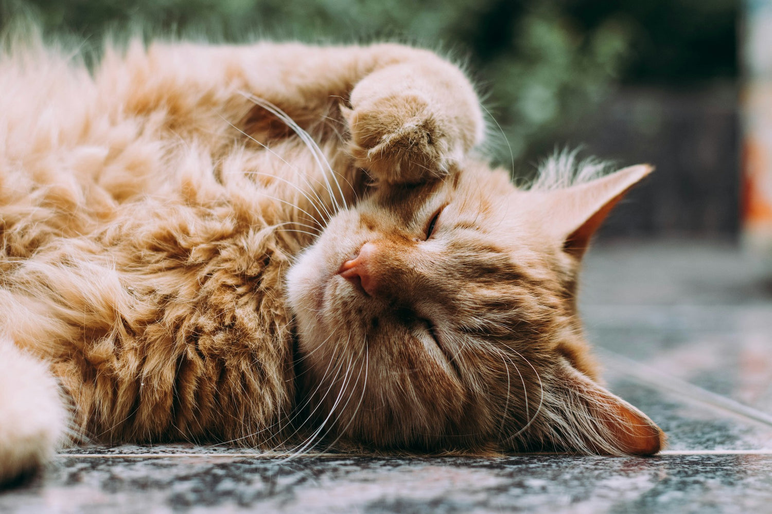 Gepersonaliseerde producten - Unieke cadeaus - Online op Kattenhoek