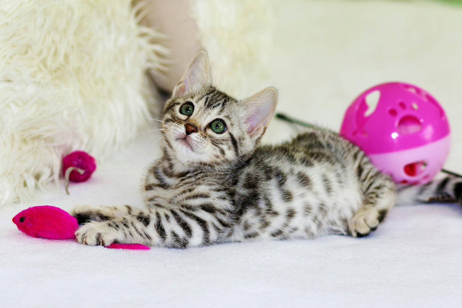 Kattenhoek kattenspeelgoed: Purrfecte ballen en speeltjes met kattenkruid