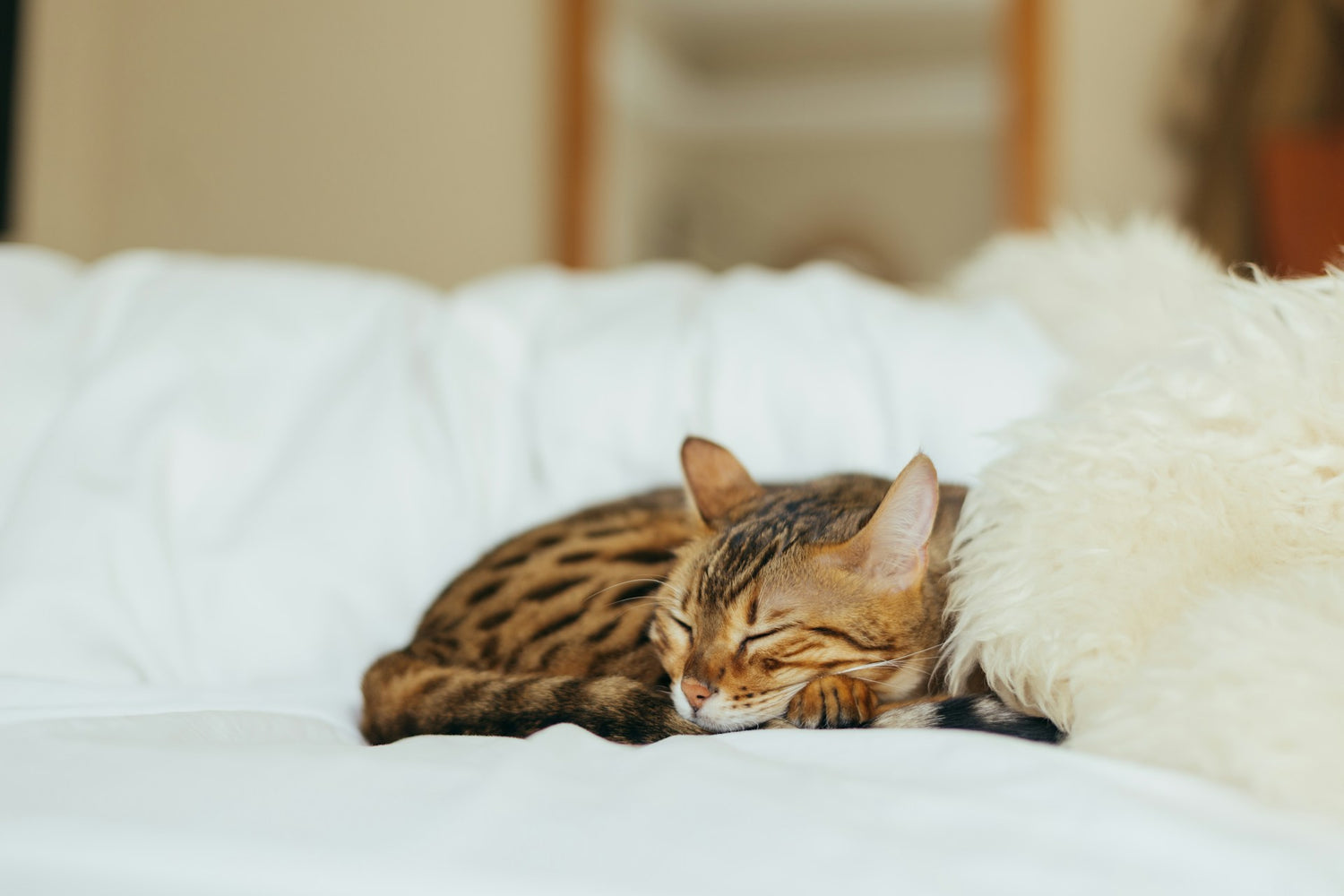 Comfortabele kattenbedden en slaapplaatsen bij Kattenhoek – Purrfect voor uw kat om te relaxen en te slapen